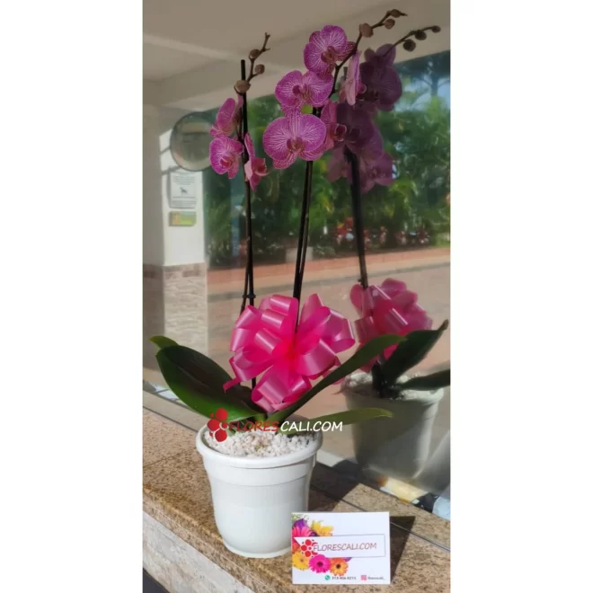 Orquidea en matera cali